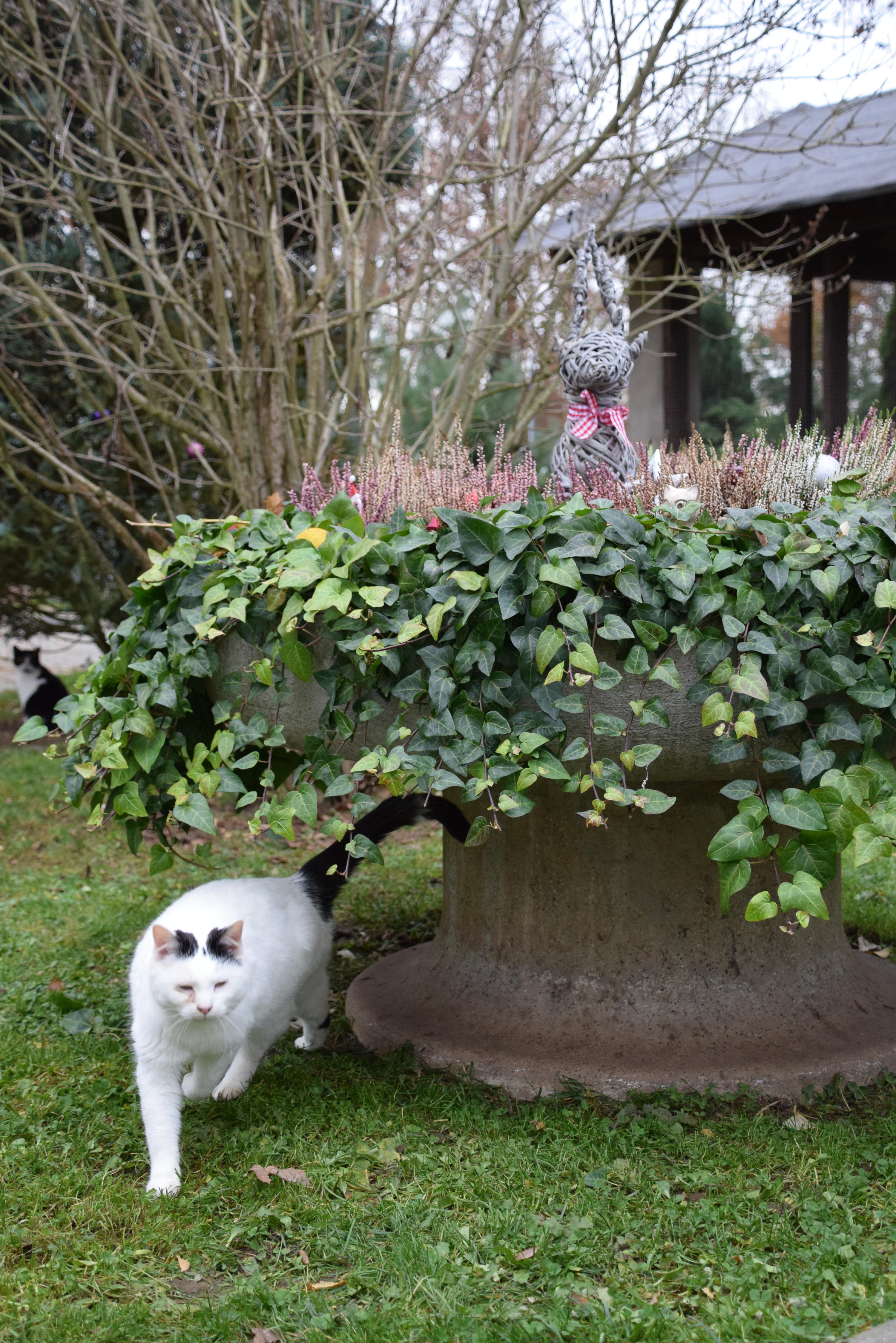Die Volksbank Weihnachtsspendenaktion soll dem Tierheim eine neue Krankenstation für Katzen finanzieren